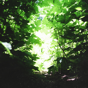 Everglow