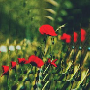 Poppies