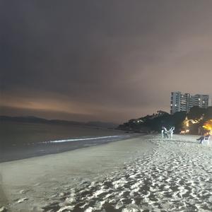 茶花开了(为什么长大却越走越远)