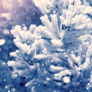 冷冻起来的岁月