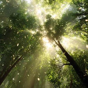 Morning Rays