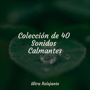 Rocío Sobre El Musgo