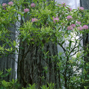 怀念上早朝的日子
