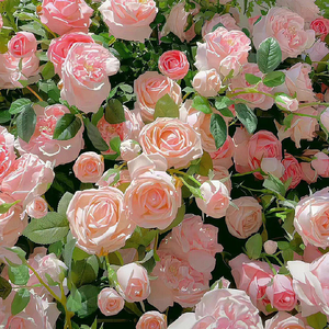 โต๊ะริม桌边(Melt)