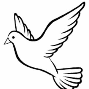 白兰鸽巡游记（Cover 丢火车乐队）