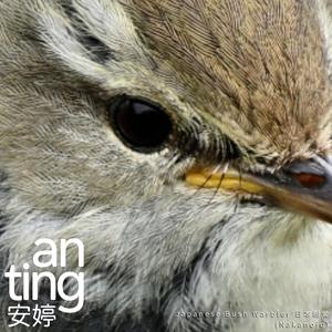 Japanese Bush Warbler 日本树莺 (Nakanojo)