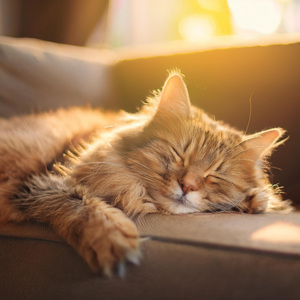 Sonidos Tranquilos Que Los Gatos Adoran