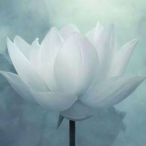 青花（cover：周传雄）