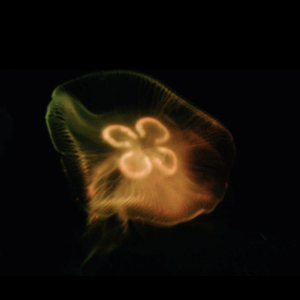 잠꼬대 아닌 잠꼬대