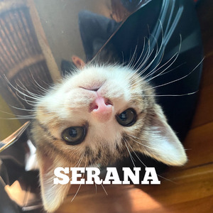 Serana