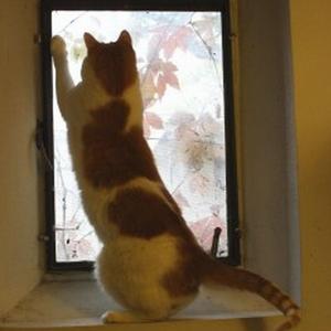 Near the Cat