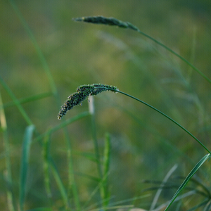 春光慢一拍 静心放松