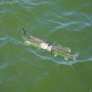 Check 12(Prod. by Xbeatz)