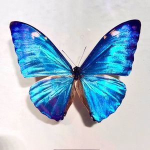 Twin Flame 双生火焰