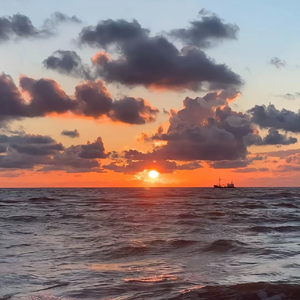 多情种 （翻自 要不要买菜）