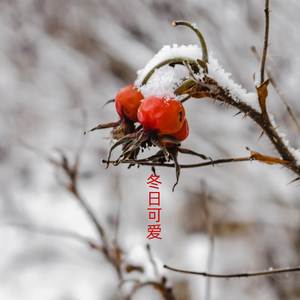 冬日可爱