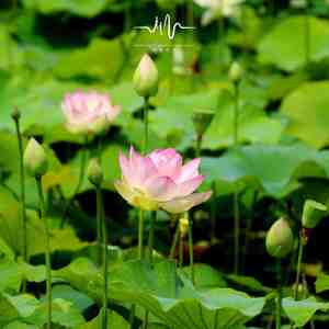 风卷残衣 (放松古琴曲)