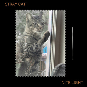 Stray Cat