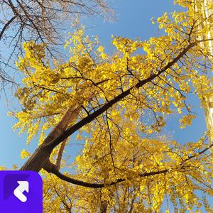 你的名字是我最短情诗（live）