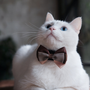 湖心待月（翻自 流月Ryutsuki&忘月幽）