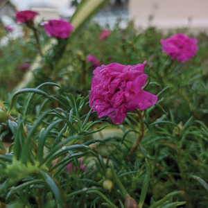 Ketenangan Dalam Alunan Keylimba