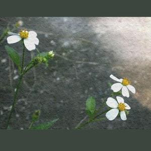 喜欢一个人，会卑微到尘埃里