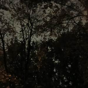 swamp in the forest