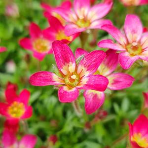 천상초 (Saxifraga rosacea)