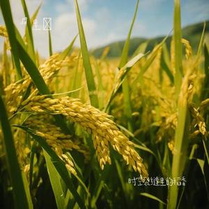 时空裂缝里的稻香