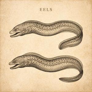Eels
