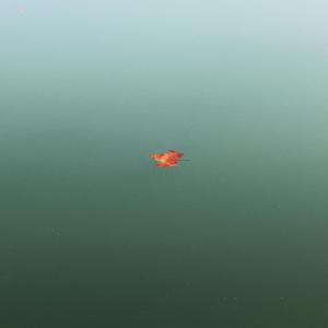 枫子