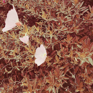 오늘 밤 그대 (Inst.)