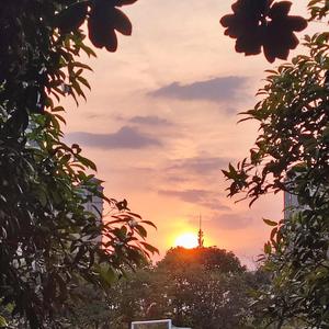 不会说谎的恰恰