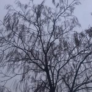 父辈爱情freestly