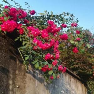 玫瑰花开时