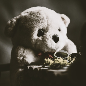 A bear