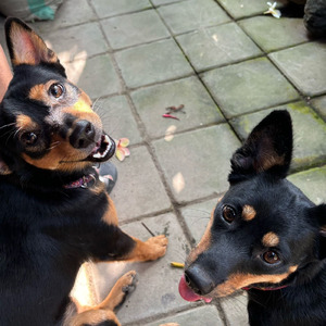 Duo Anjingku