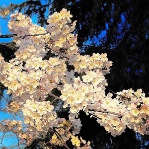 思绪随笔（Prod.Eee.T&Bickyboy）