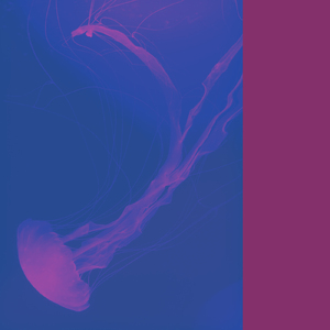 夜を泳ぎ飽きたら