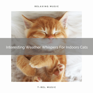 Interesting Weather Whispers Especially For Cats