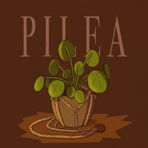 Pilea