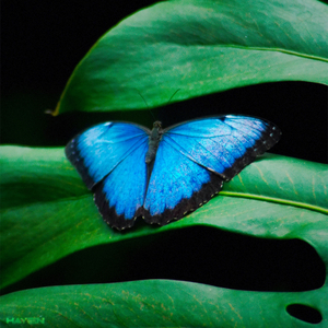 Blind By Choice Imago