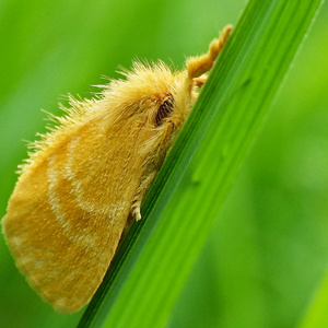 惊蛰-洛天依（Cover 洛天依）