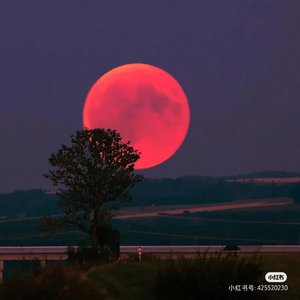 错把路灯当月光