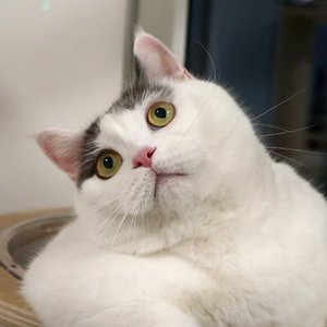 繁花依旧(原唱:周深)