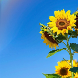 《灵动琴音点亮旅行Vlog》