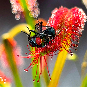 Drosera Capensis
