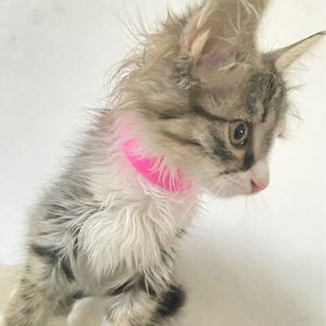 《毛绒绒的小星球》