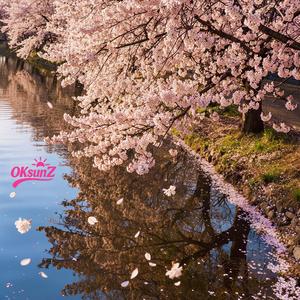 벚꽃이 지면 (When the Cherry Blossoms Fade)