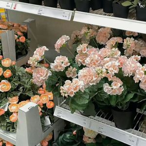 可爱小孟《遇见》